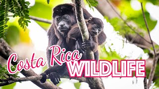 Costa Rica Wildlife: Howler monkeys, owls, coatimundis and more!