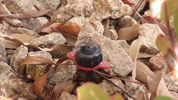 Setting your irrigation clock