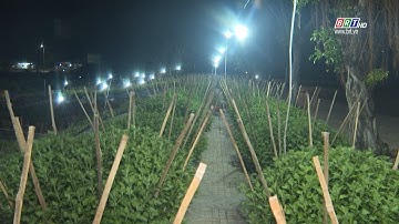 TP. Bà Rịa: Hoa cúc Tết vào mùa thắp đèn | BRTgo