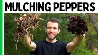 Here's Why Mulching Peppers Is Important (+7 Great Mulches To Use) - Pepper Geek