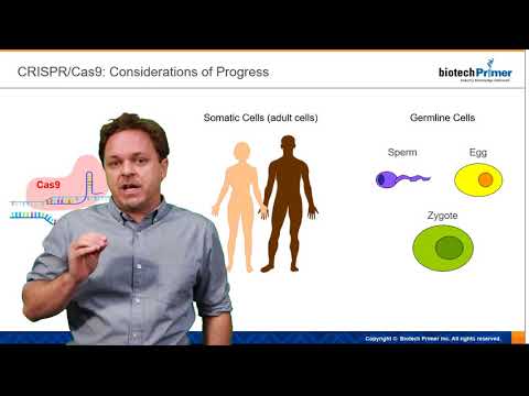 Kevin Curran PhD Germline vs Somatic Cell Modification