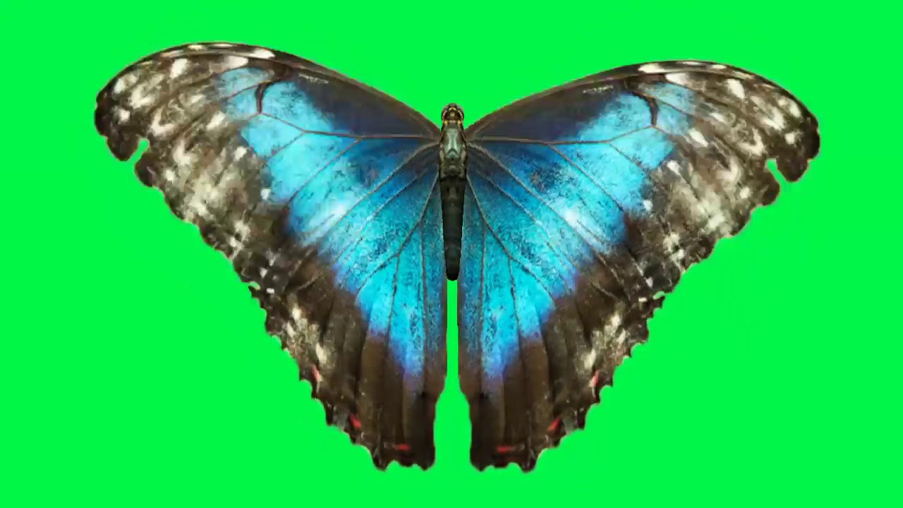 New Greenscreen FX Butterfly HD YouTube