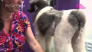 Grooming Guide - Standard Poodle Modern Trim - Pro Groomer