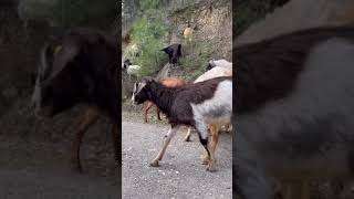 Hayvan Gibi Şii Yapıyosunuz Ya