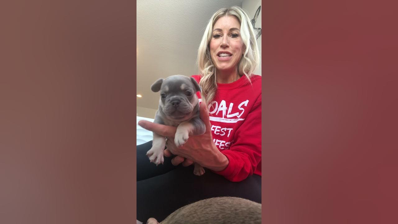 Bacterial Pneumonia in French Bulldog puppies YouTube