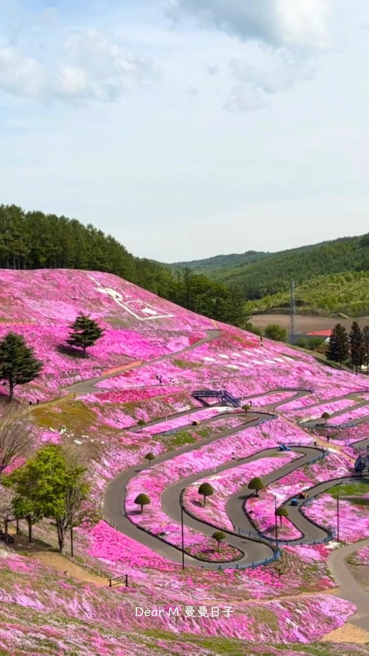 北海道芝櫻盛開🌸 日本粉紅夢幻山丘芝桜が満開ピンクの夢幻的な丘