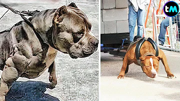 ¿Cuáles son los 3 perros más fuertes?