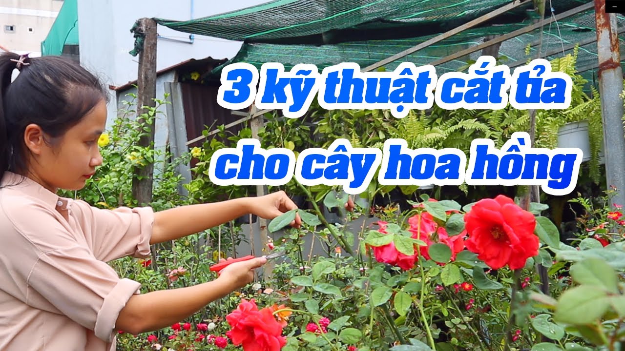 Có Những Cách Cắt Tỉa Hoa Hồng Nào? Khi Nào Nên Cắt Tỉa Hoa Hồng