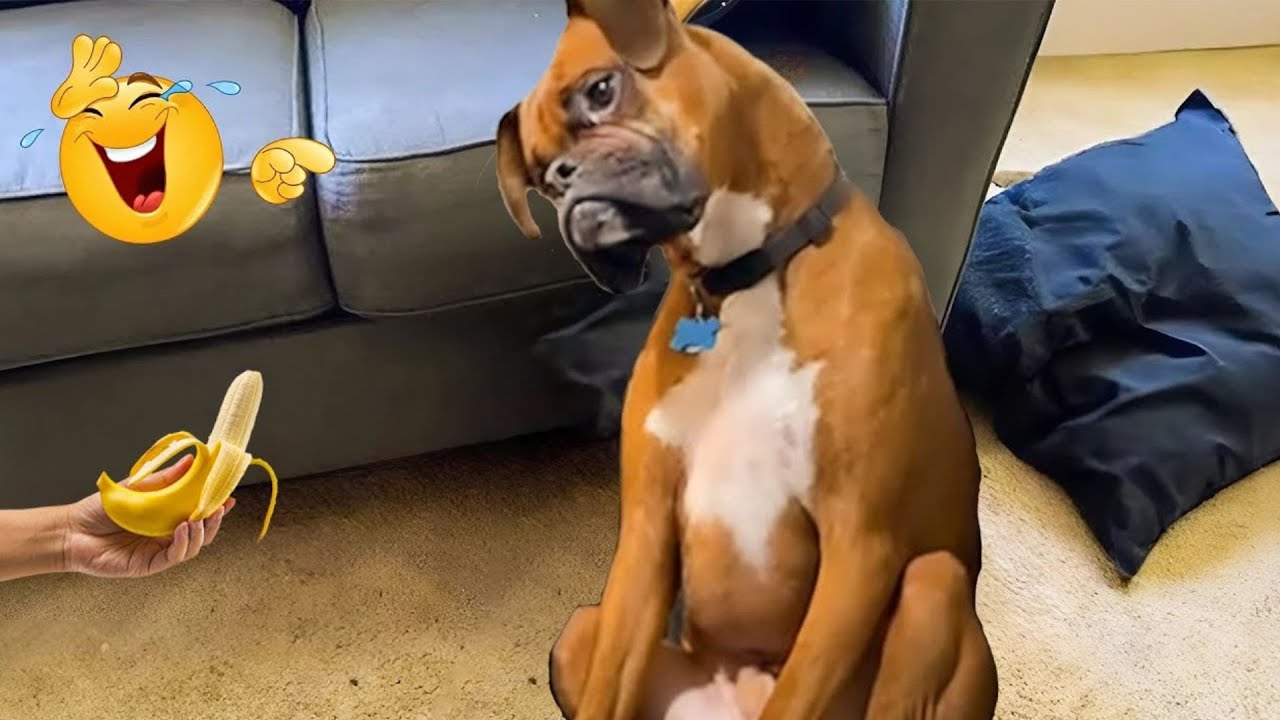 HILARIOUS DOGS Being Weird 🤪 NEW Funniest Dogs Video 2026