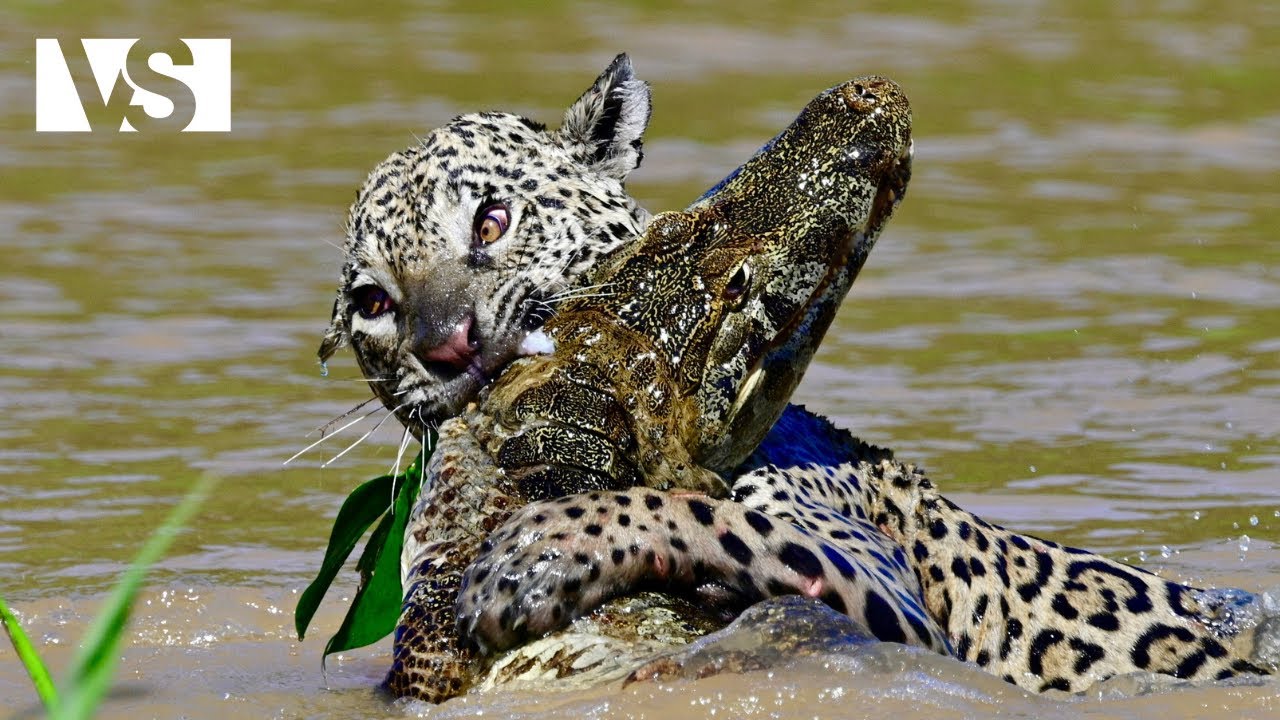 WILDE PANTANAL | Overleven in het Hart van de Moerassen – Dierendocumentaire