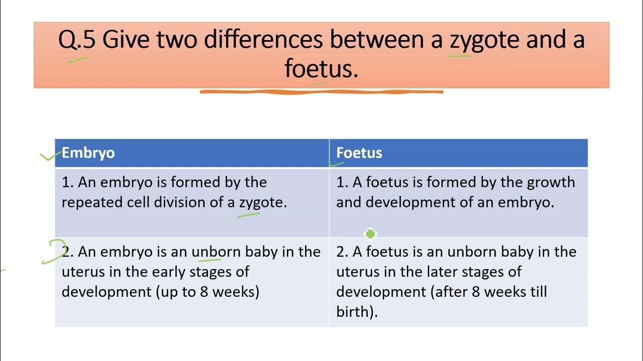 Give two differences between a zygote and a foetus youtube