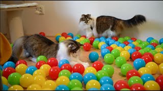Cats VS plastic balls! Will they play or hide? by Norwegian Forest Cat Tales 219 views 1 year ago 4 minutes, 19 seconds