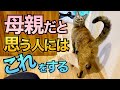 飼い主を母親だと思っている猫が見せる行動