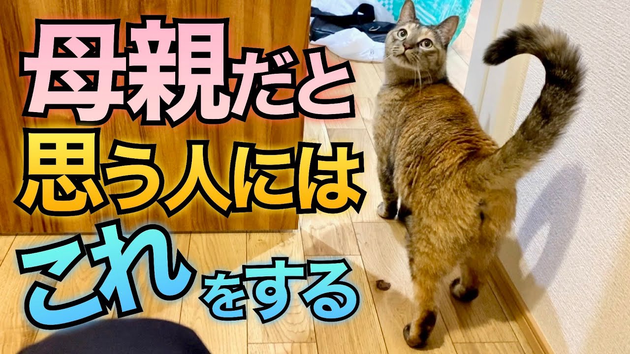 猫飼いママ様、ご確認用① maxresdefault.jpg