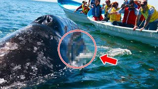 A Whale Suddenly Blocked the Boat, When Tourists See What's in His Mouth, They Scream in Terror!