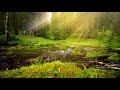 Calming Forest Stream Sound. Flowing Water, Relaxing Nature Sounds. White Noise for Sleeping, Study.