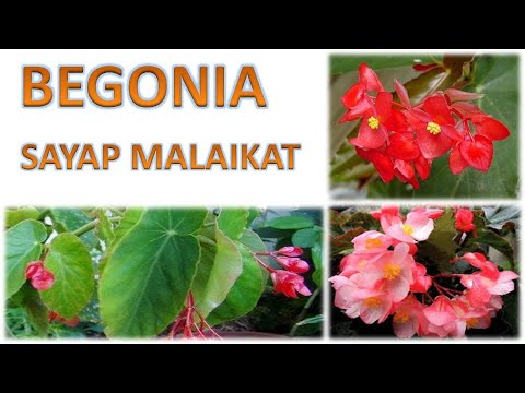 Video: Bunga Begonia Sayap Malaikat - Tumbuh Sayap Malaikat Begonia Di Dalam Ruangan