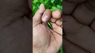 It is the smaller shiny Jewel beetle part 2#beautifulinsects #nature #anyuniqueanimals #insects