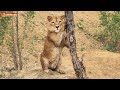 Утро, дождь - бегут кисюни, птенчики пускают слюни 😊 Львы. Тайган. Lions life in Taigan.