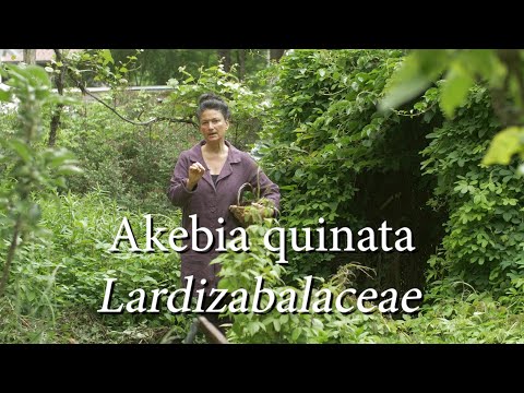 วีดีโอ: การจัดการเถาวัลย์ช็อกโกแลต Akebia - เรียนรู้วิธีควบคุมพืชเถาวัลย์ช็อกโกแลต