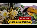 PITAHAYA PERU ERWINIA ⚠️podemos perder todo el campo 🙁  | Plaga de Pitahayas.