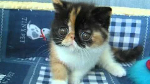 Watch the video about Exotic kitten