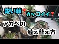 【多肉植物】アガベの植え替え方