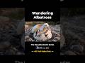 Odysseus the Wandering Albatross (SA) Special Nature Documentary #Shorts
