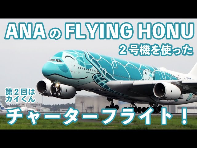 ANA A380-800 フライングホヌ カイ 2号機 JA382A 1/160 Z A380 ANA