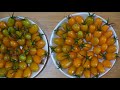 Trồng Cà Chua Nova ngọt bằng hạt cho người mới |Growing Sweet Nova Tomatoes with seeds for beginners