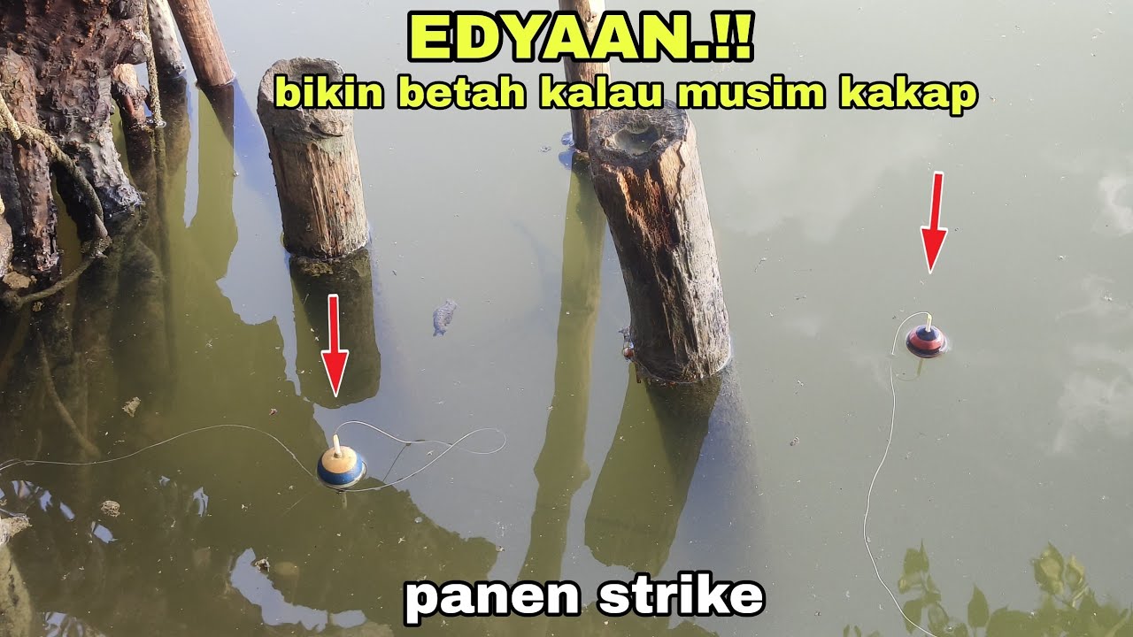 LAGI MUSIM KAKAP PUTIH.!! MANCING DI SATU TITIK BELUM ADA YANG TAU.!!