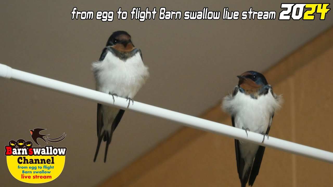 ツバメの雛が巣立つまでLIVE配信 2025 (入居ツバメ募集中)