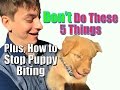 How to Stop Puppy Biting and Don’t Do These 5 Things When Training Your Puppy