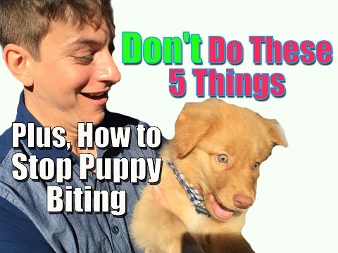 Video: Mengapa Anjing Dapat Gigit Apabila Anda Merebut Kolar dan Snap Leash