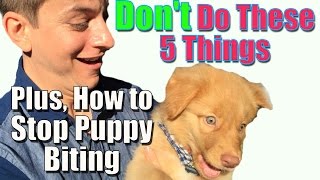 How to Stop Puppy Biting and Don’t Do These 5 Things When Training Your Puppy