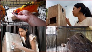 Provided Breeding Box For My Sun Conure