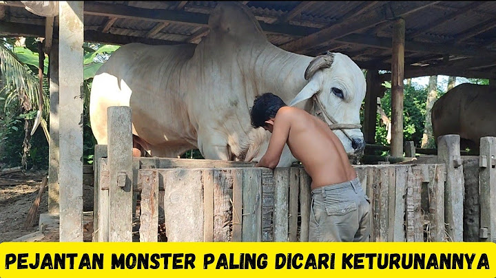 Salah Satu Pejantan Monster Terbaik Di Kebumen Saat Ini|Sapi PO Kebumen Mister Kumpul