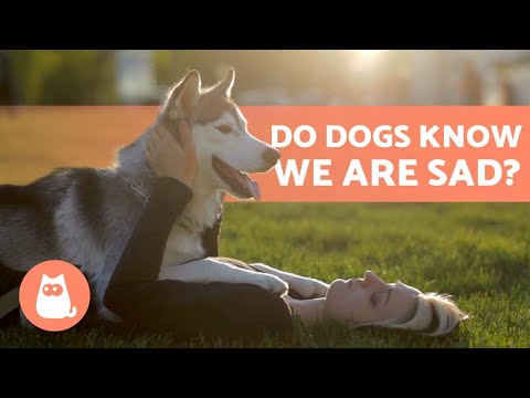 Video: Förstå hur hundar känner smärta