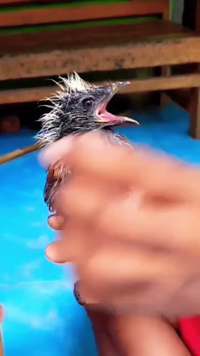 Memberi makan anakan burung bubut jawa