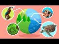 Natural Habitats and Ecosystems - Compilation Video - Science for Kids