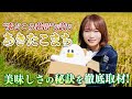 全国有数の米どころ秋田県！秋田が誇る「あきたこまち」を秋元真夏が徹底取材🍚