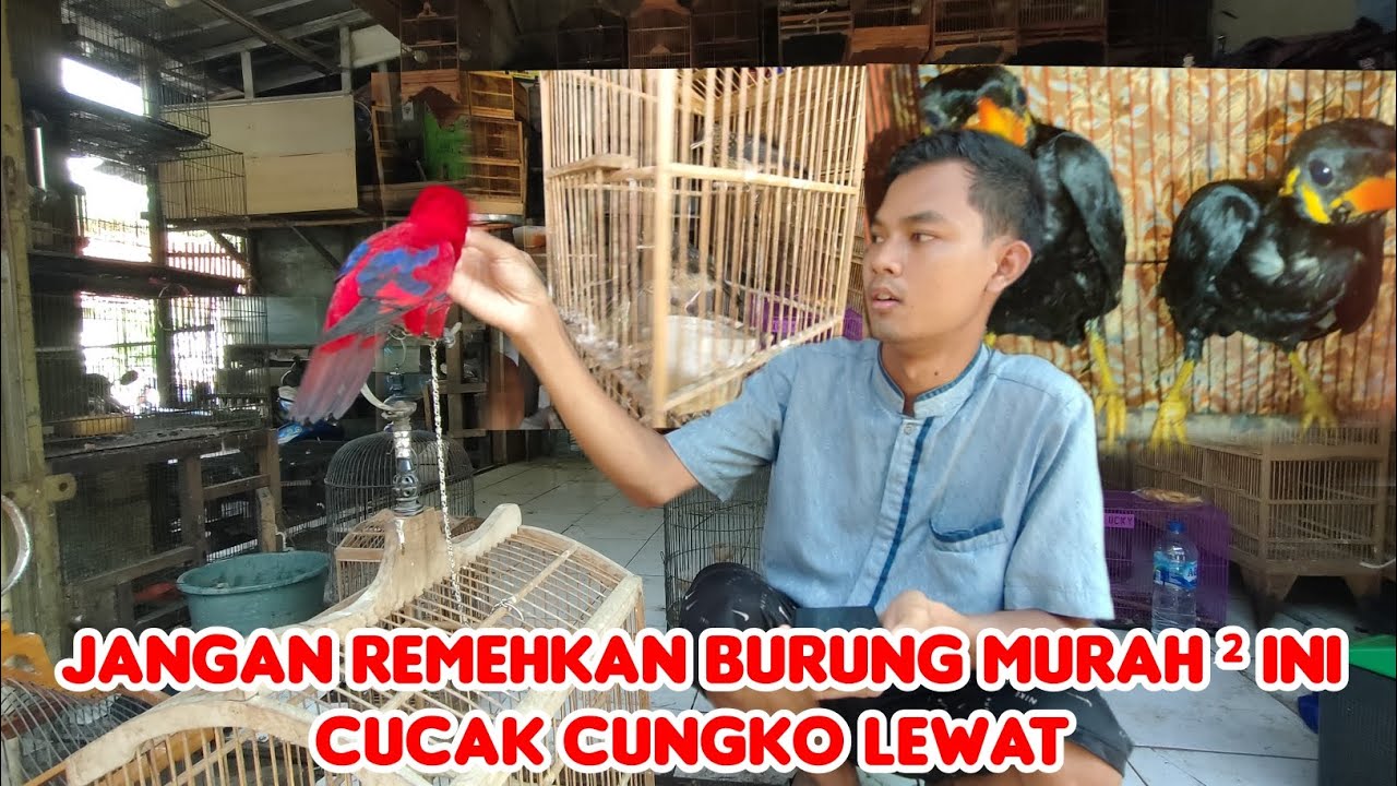 JANGAN REMEHKAN BURUNG MURAH ² INI.... CUCAK CUNGKO LEWAT