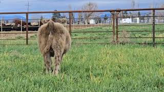 2025 811 steer