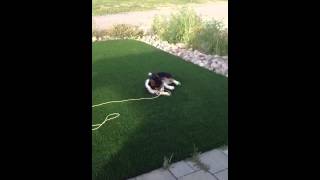 Cardigan Welsh Corgi post-bath ritual...