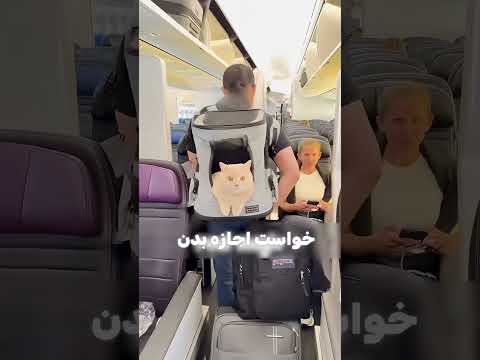 به این گوگولیا اجازه سوارش شدن نمیدادتا گربه گربه خانگی حمایت از حیوانات هواپیما تیک تاک