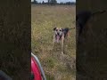 Nearly Lost A Drone