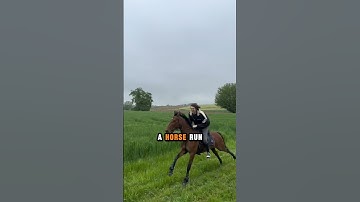 This Machine Can Make Horses Run Faster!