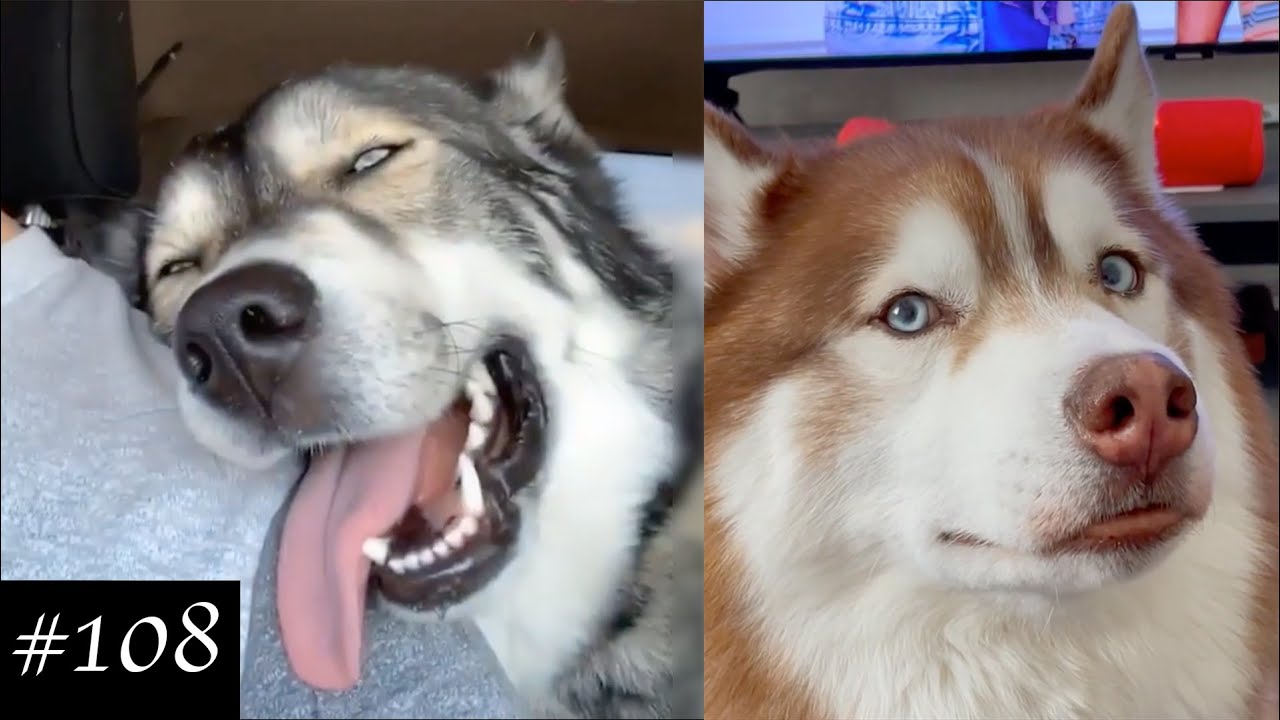 Only husky owners can understand this! Funny husky videos