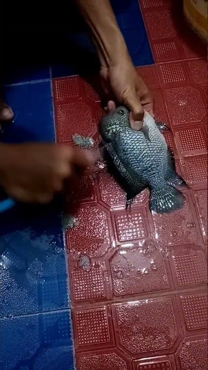 goreng ikan sepuluh juta