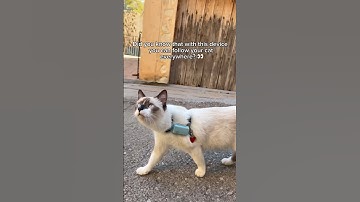 Tractive GPS tracker for cats 🐾 #tractivegps #gpstracker #cats #catequipment #catwalk #outdoorcats